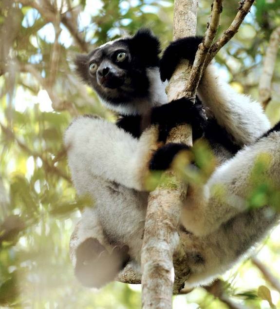 Vượn cáo Indri – loài động vật có nguy cơ tuyệt chủng cao nhất.